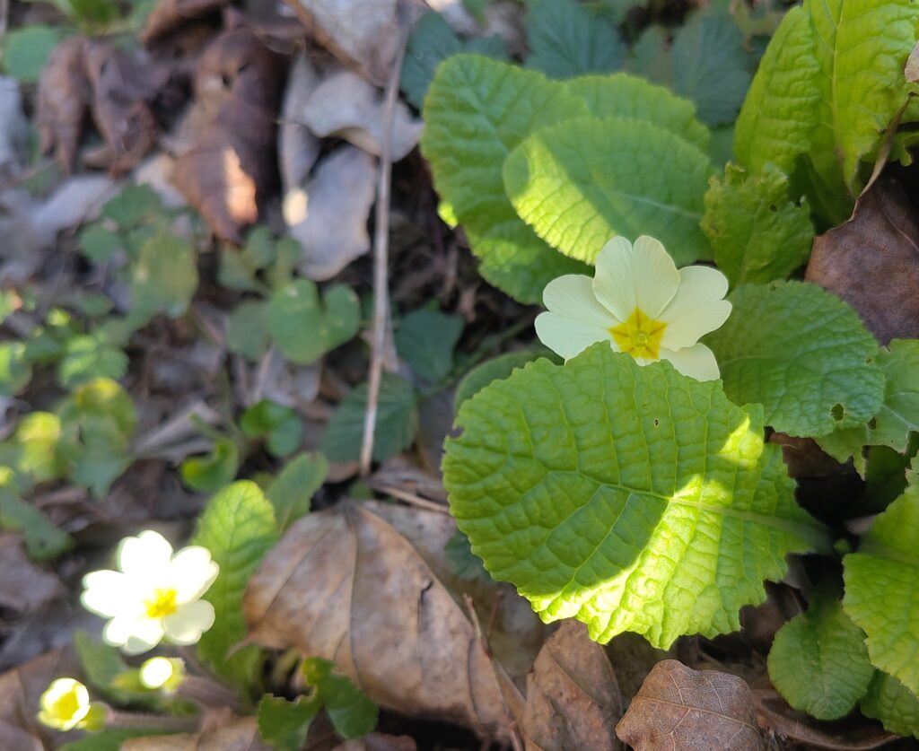 C&rsquo;est le Printemps